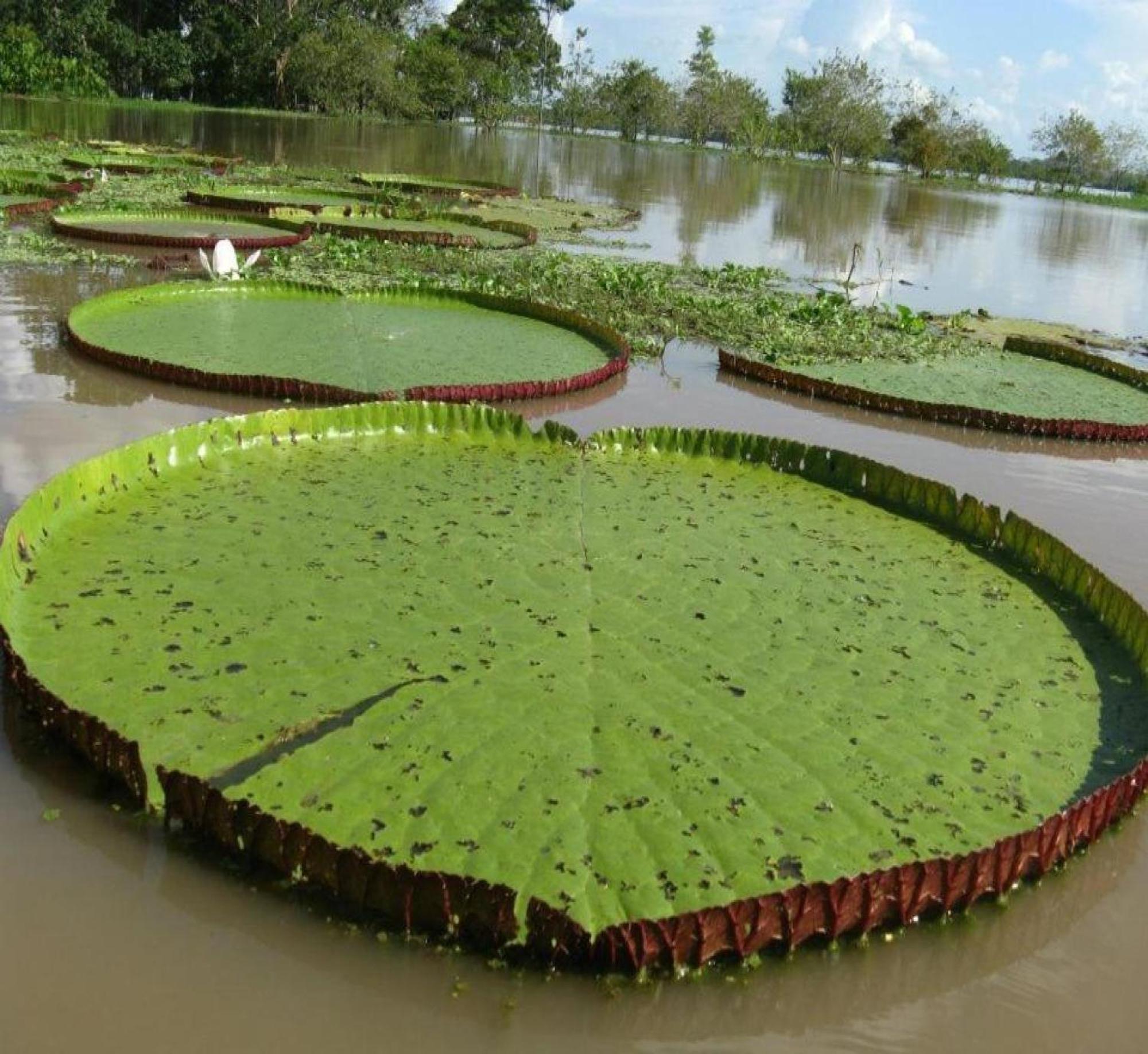 Cabaña Flotante Kurupira Leticia Bagian luar foto